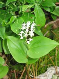Dalkruid - Maianthemum kamtschaticum