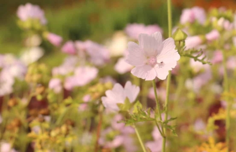 Kaasjeskruid - Malva mosch. 'Appleblossom'