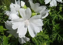 Kaasjeskruid - Malva moschata 'Alba'