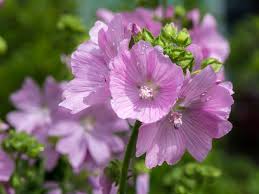 Kaasjeskruid - Malva moschata 'Rosea'