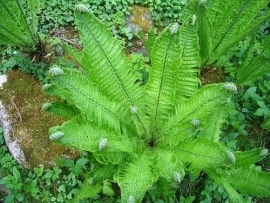 Bekervaren - Matteuccia struthiopteris