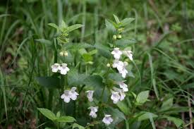 Bastaardmelisse - Melittis melissophyllum