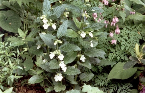 Bastaardmelisse - Melittis melissopphyllum 'White Form'