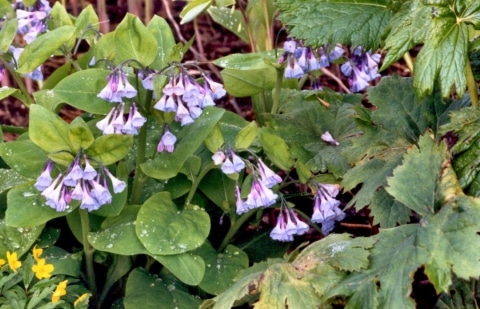 Voorjaarsmertensia - Mertensia virginica