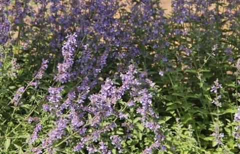 Kattekruid - Nepeta 'Walkers Low'