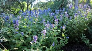 Kattekruid - Nepeta subsessilis