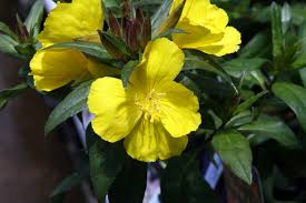 Teunisbloem - Oenothera fruticosa 'Michelle Ploeger'