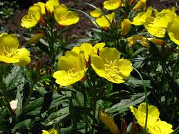 Teunisbloem - Oenothera fruticosa 'Hohes Licht'