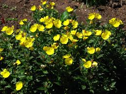 Teunisbloem - Oenothera fruticosa 'Sonnenwende'