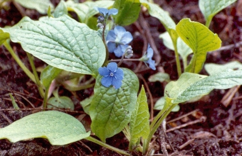 Amerikaans vergeet-mij-nietje - Omphalodes verna