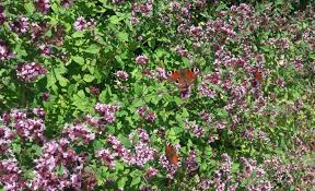 Marjolein - Origanum laev. 'Herrenhausen'