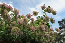 Marjolein - Origanum rot. 'Kent Beauty'