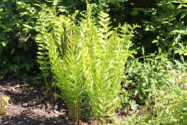 Koningsvaren - Osmunda regalis