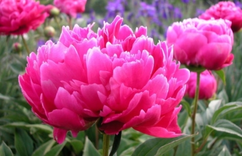 Pioenroos - Paeonia 'Karl Rosenfield'