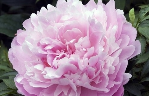 Pioenroos - Paeonia 'Sarah Bernhardt'