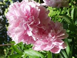 Pioenroos - Paeonia 'Dinner Plate'