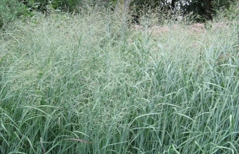 Vingergras - Panicum virgatum 'Heavy Metal'