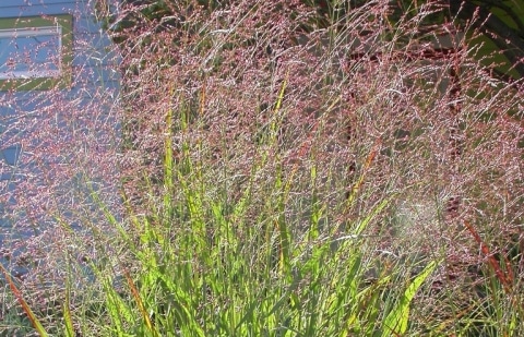 Vingergras - Panicum virgatum 'Heiliger Hain'