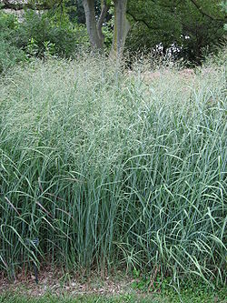 Vingergras - Panicum virgatum 'Prairie Sky'