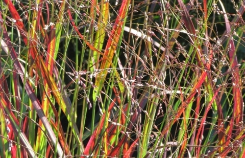 Vingergras - Panicum virgatum 'Shenandoah'