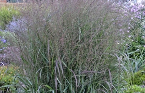 Vingergras - Panicum virgatum 'Warrior'