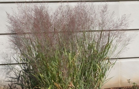 Vingergras - Panicum virgatum 'Dallas Blues'