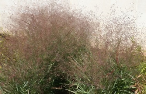 Vingergras - Panicum virgatum 'Rotstrahlbusch'