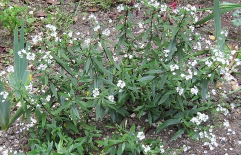 Parahebe - Parahebe 'Avalanche'