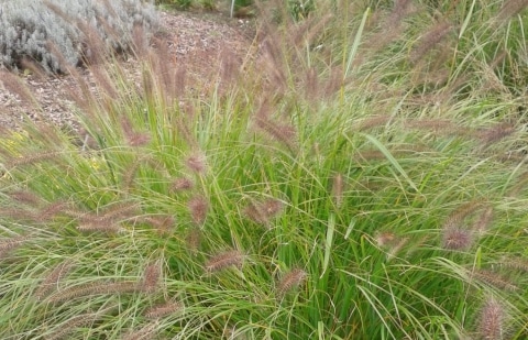 Lampenpoetsersgras - Pennisetum alopecuroides 'Viridescens'