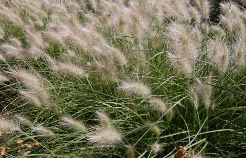 Lampenpoetsersgras - Pennisetum alopecuroides 'Little Bunny'