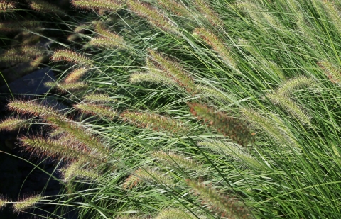 Lampenpoetsersgras - Pennisetum alopecuroides 'Gelbstiel'