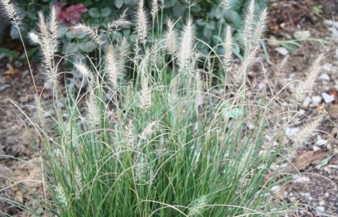 Lampenpoetsersgras - Pennisetum alopecuroides 'Hameln'