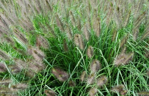 Lampenpoetsersgras - Pennisetum alopecuroides 'Herbstzauber'