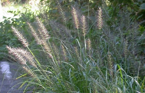 Lampenpoetsersgras - Pennisetum alopecuroides 'National Arboretum'