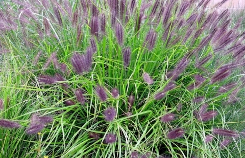 Lampenpoetsersgras - Pennisetum alopecuroides 'Redhead'