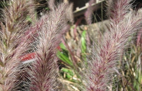 Lampenpoetsersgras - Pennisetum orientale 'Karley Rose'
