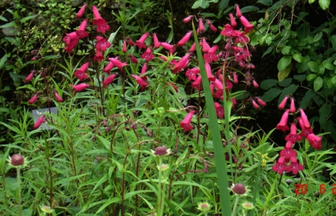 Schildpadbloem, slangekop - Penstemon 'Garnet'