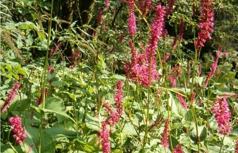 Duizendknoop - Persicaria amplexicaule 'High Society'
