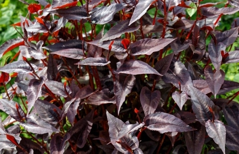 Duizendknoop - Persicaria microcephala 'Red Dragon'