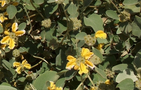 Brandkruid - Phlomis chrysophylla