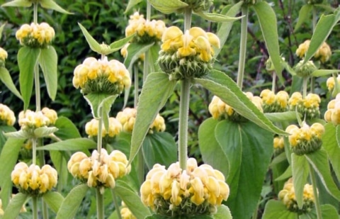 Brandkruid - Phlomis russeliana