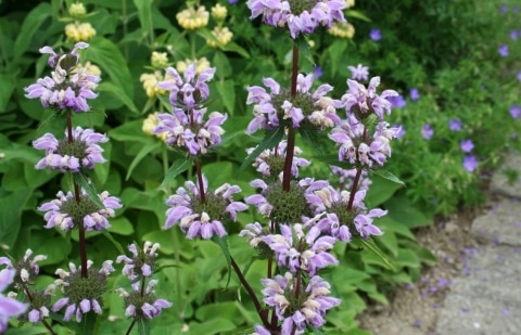 Brandkruid - Phlomis samia