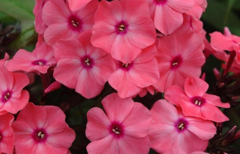 Vlambloem - Phlox pan. 'Sweet Summer ® Dream' ™ 