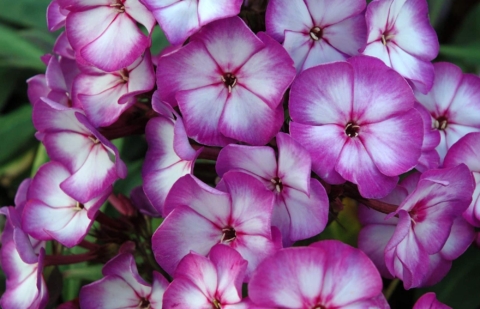 Vlambloem - Phlox pan. 'Sweet Summer ® Fantasy' ™ 