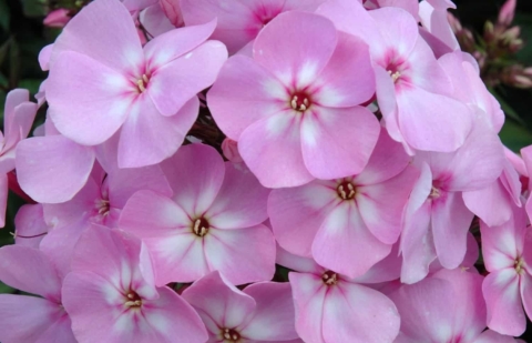 Vlambloem - Phlox pan. 'Sweet Summer ® Favourite' ™ 