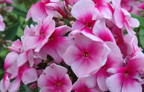 Vlambloem - Phlox pan. 'Sweet Summer ® Festival' ™ 