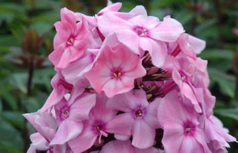 Vlambloem - Phlox pan. 'Sweet Summer ® Fragrance' ™ 