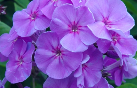 Vlambloem - Phlox pan. 'Sweet Summer ® Ocean' ™ 