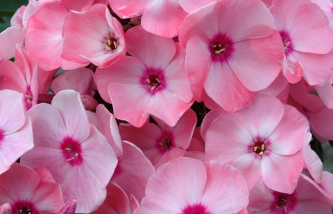 Vlambloem - Phlox pan. 'Sweet Summer ® Queen' ™ 