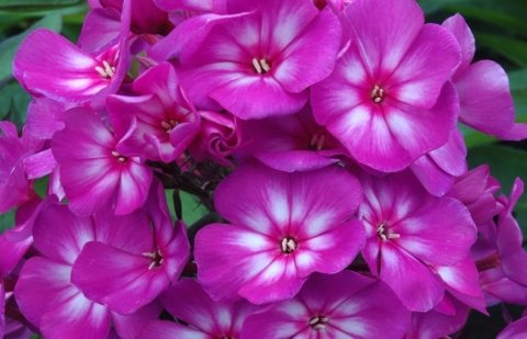 Vlambloem - Phlox pan. 'Sweet Summer ® Surprise' ™ 